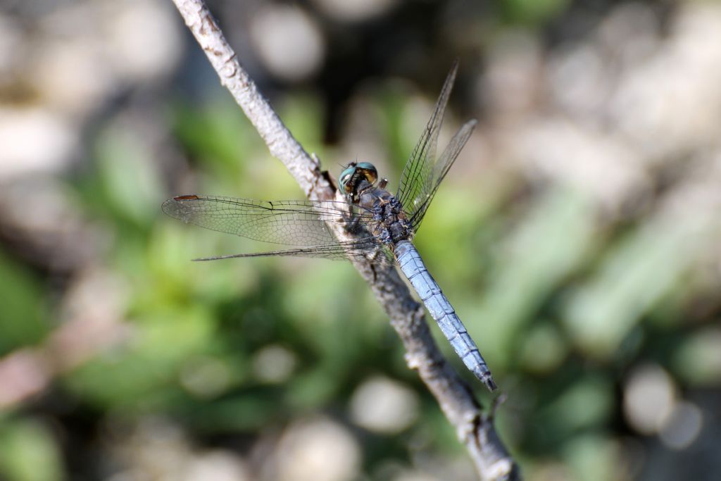 Orthetrum coerulescens?  S !